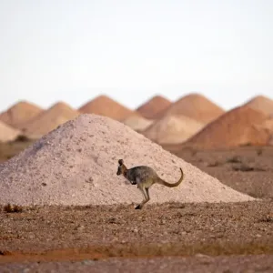 Kangaroo in opal mining area in Coober Pedy in the South Australian Outback Kangaroo in opal mining area in Coober Pedy in the South Australian Outback