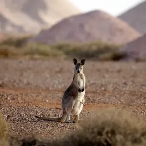 Kangaroo in opal mining area in Coober Pedy in the South Australian Outback Kangaroo in opal mining area in Coober Pedy in the South Australian Outback