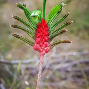Kangaroo Paw Flower Print, Western Australia Kangaroo Paw Flower Print, Western Australia