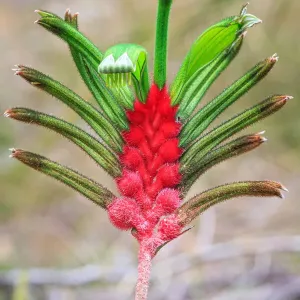 Beautiful Australian Wildflowers