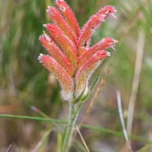 Kangaroo Paw Flower, Western Australia
