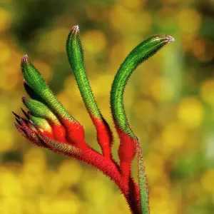 Kangaroo Paw Flower, Western Australia Kangaroo Paw Flower, Western Australia