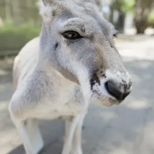 Un canguro, Queensland, Australia. Un canguro, Queensland, Australia.