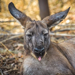 Kangaroo showing his toung in Broken Hill living desert park