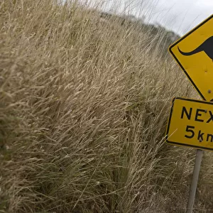Kangaroo sign near Whitsunday Islands, Australia