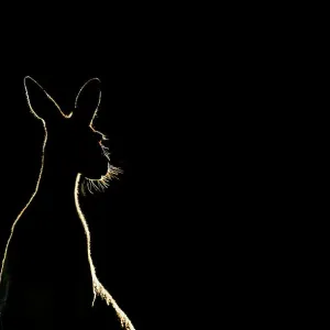 Western Grey Kangaroo Print