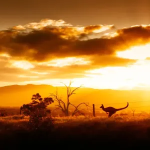 Canguro al tramonto, Australia. Canguro al tramonto, Australia.