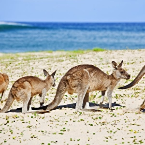 Kangaroos at the beach