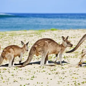 Kangaroos at the beach Kangaroos at the beach