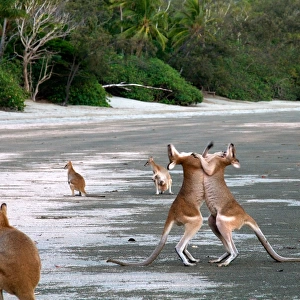 Kangaroos boxing