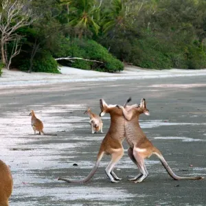 Kangaroos boxing Kangaroos boxing