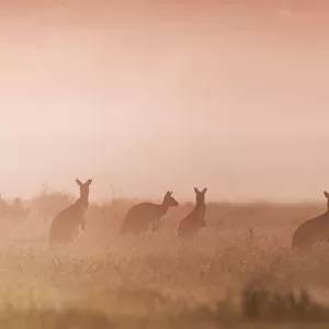 Kangaroos in the mist