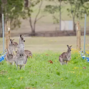 Kangaroos in vineyard