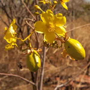 Kapok Bush