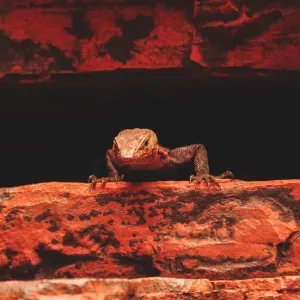 Karijini Lizard Karijini Lizard
