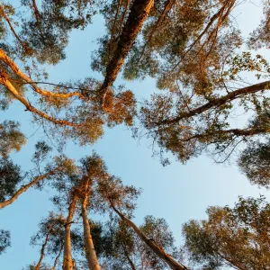 Karri forest, Western Australia