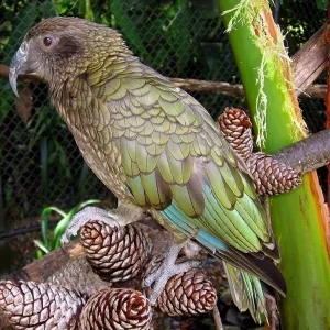 Kea is large species of parrot