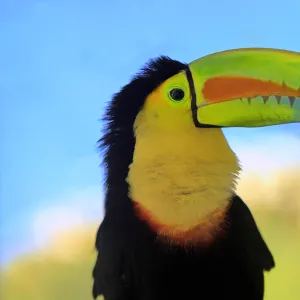 Keel-Billed Toucan, Ramphastos sulfuratus