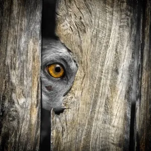 Kelpie Dog Looking Through a Fence Print