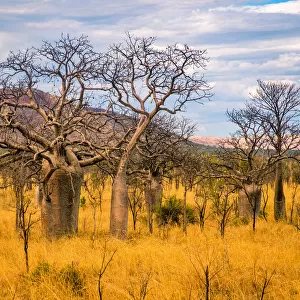 Kimberley Baobab