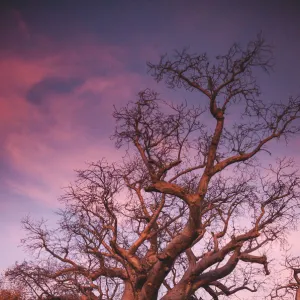 Kimberley Boab tree sunset