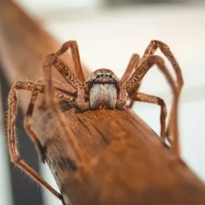 Kimberley huntsman spider