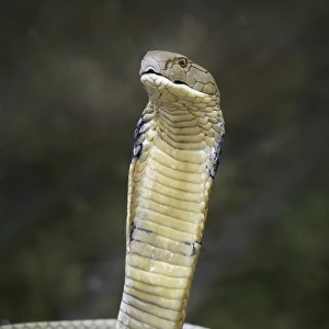 King cobra (Ophiophagus hannah)