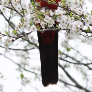 King Parrot