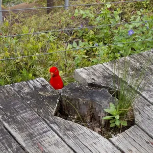 King Parrot King Parrot