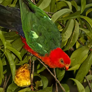King Parrot eating fruit from tree