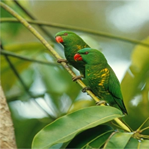 King Parrots sitting in a tree branch