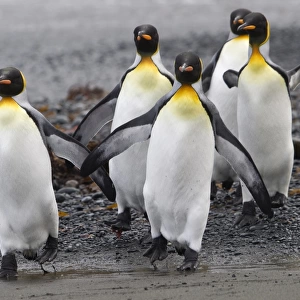 Four King Penguins walking on beach