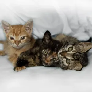 Kittens