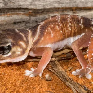 Gecko à queue en forme de poignée.
