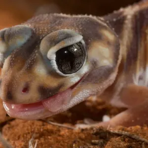 Gecko à queue en forme de poignée.