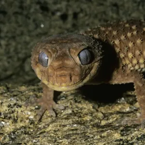 Le gécko à queue en forme de poignée (Nephrurus levis)