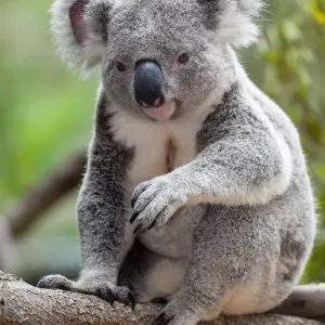 Australia Zoo Koala Print near Brisbane