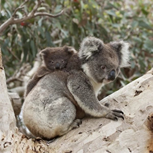 Koala and Baby koala - Kangaroo Island