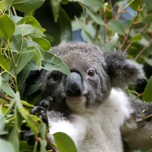 Koala bear Koala bear