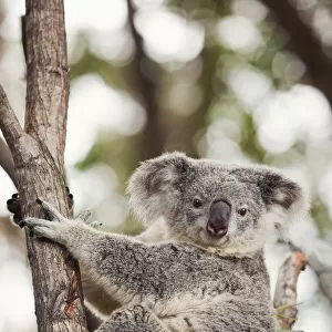 a koala bear (phascolarctos cinereus) in a tree