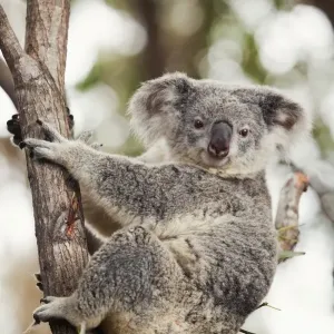 Koala Print: Gold Coast Hinterland Scene