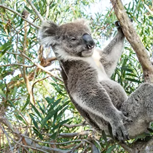Koala bear sleeping in a gum tree