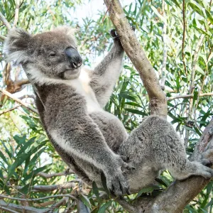 Koala Bear Print - Gum Tree Scene