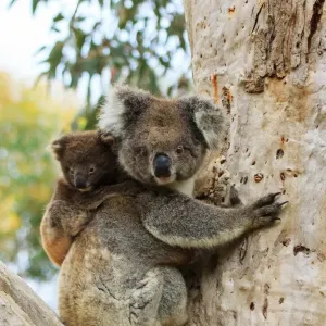 Koala with cub on a eucalyptus tree Koala with cub on a eucalyptus tree