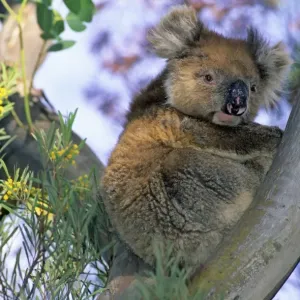 Koala Print - Kangaroo Island Eucalyptus Scene