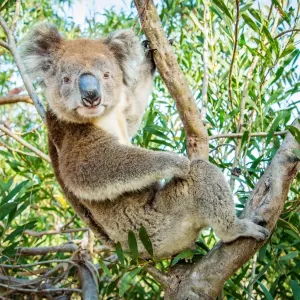 Koala in a gum tree Koala in a gum tree