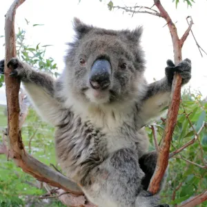 Koala in a gum tree Koala in a gum tree
