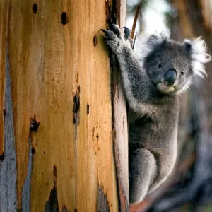Koala, gum tree Koala, gum tree