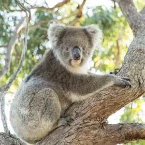 Koala on a gum tree Koala on a gum tree