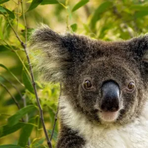 Koala in gum tree Koala in gum tree